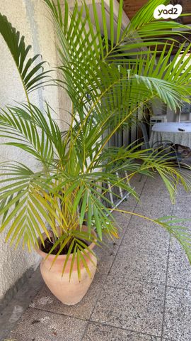 דו משפחתי, רמת החייל, תל אביב יפו