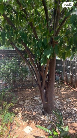 דו משפחתי, רמת החייל, תל אביב יפו