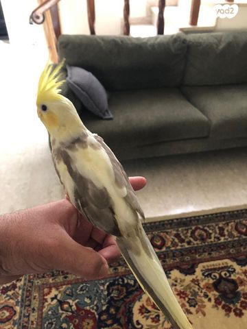 תמונת מודעה - חיות מחמד