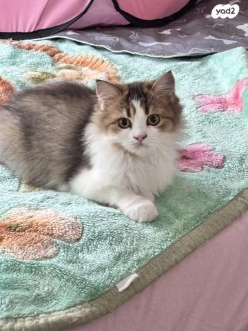 תמונת מודעה - חיות מחמד