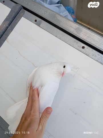 תמונת מודעה - חיות מחמד