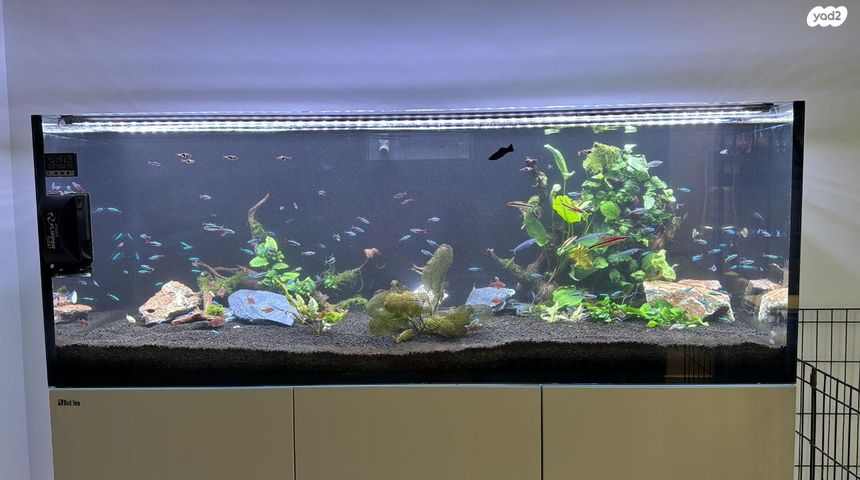 תמונת מודעה - חיות מחמד