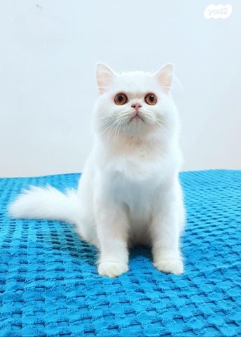 תמונת מודעה - חיות מחמד