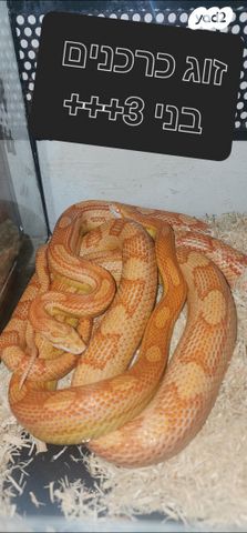 תמונת מודעה - חיות מחמד