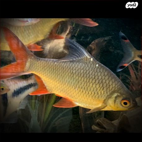 תמונת מודעה - חיות מחמד