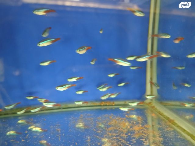 תמונת מודעה - חיות מחמד