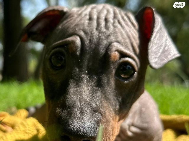 כלב טרייר אמריקאי קירח