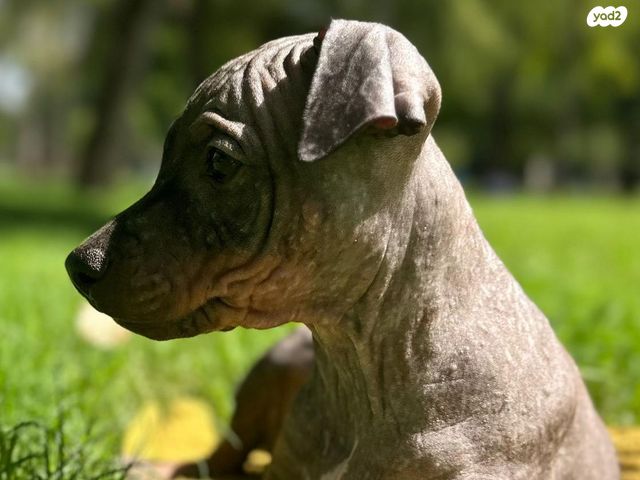 כלב טרייר אמריקאי קירח