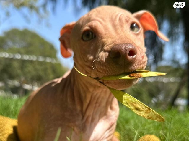כלב טרייר אמריקאי קירח