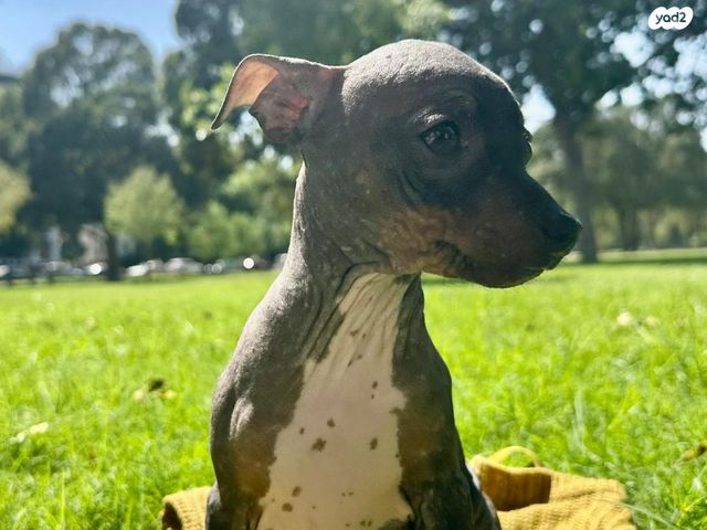 כלב טרייר אמריקאי קירח