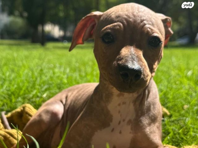 כלב טרייר אמריקאי קירח