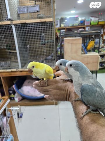 תמונת מודעה - חיות מחמד