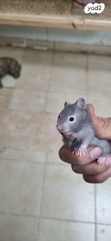 תמונת מודעה - חיות מחמד