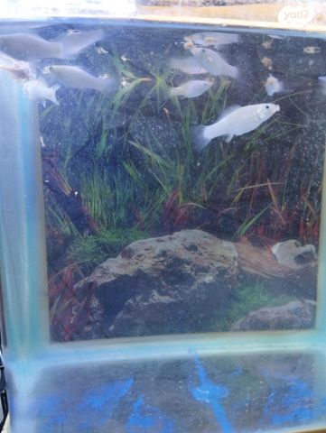 תמונת מודעה - חיות מחמד