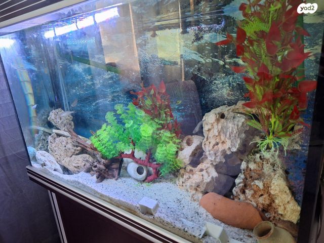 תמונת מודעה - חיות מחמד