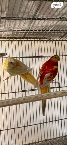 תוכי ג'רדין