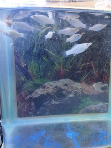 דג משריצי חיים