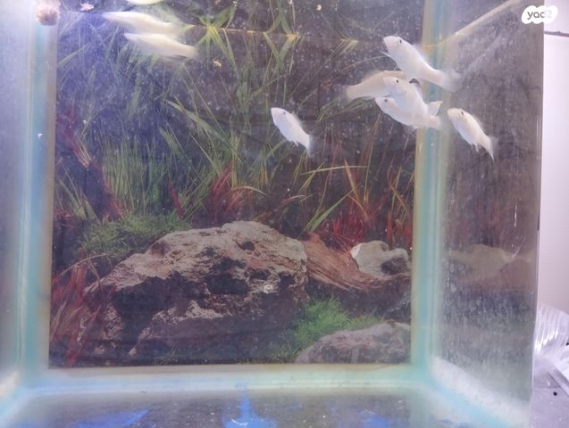 דג משריצי חיים