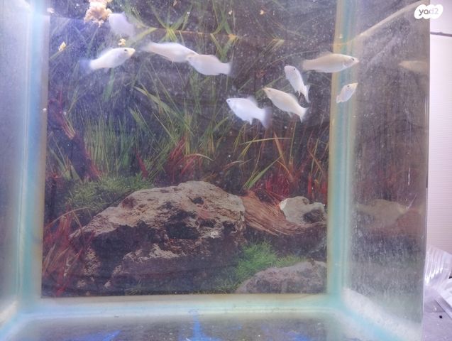 דג משריצי חיים