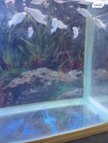 דג משריצי חיים