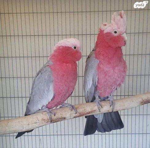 תוכי ג'רדין