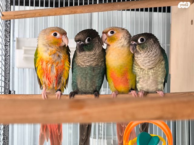 אביזרים | כלוב האכלת יד