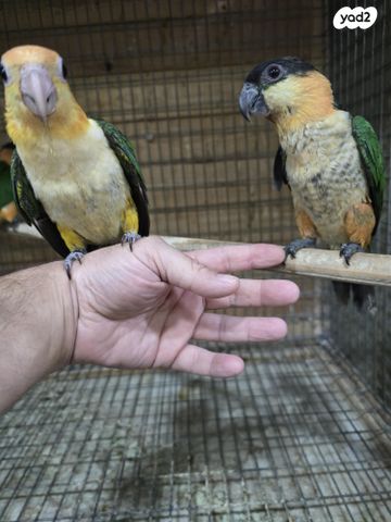 תוכי ג'רדין