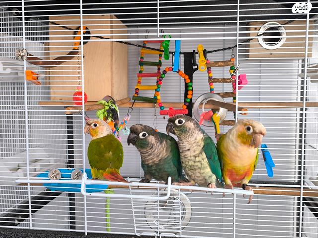 אביזרים | כלוב האכלת יד