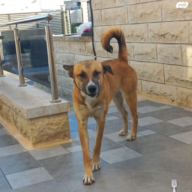 תמונת מודעה - חיות מחמד