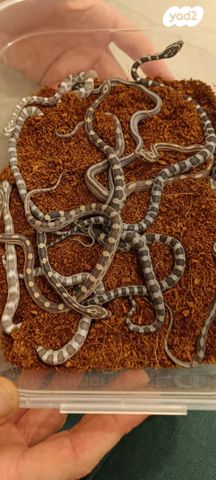 תמונת מודעה - חיות מחמד