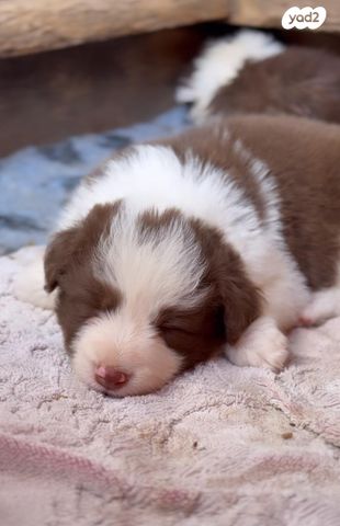 כלב בורדר קולי