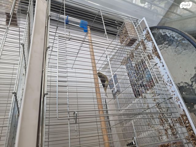 תמונת מודעה - חיות מחמד