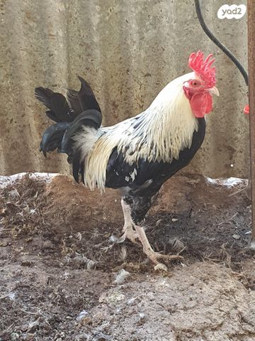 תמונת מודעה - חיות מחמד