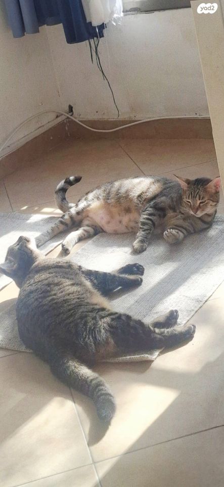 תמונת מודעה - חיות מחמד