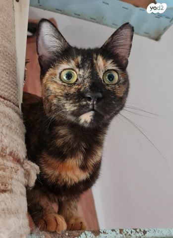 תמונת מודעה - חיות מחמד