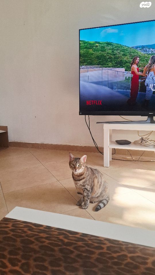 תמונת מודעה - חיות מחמד