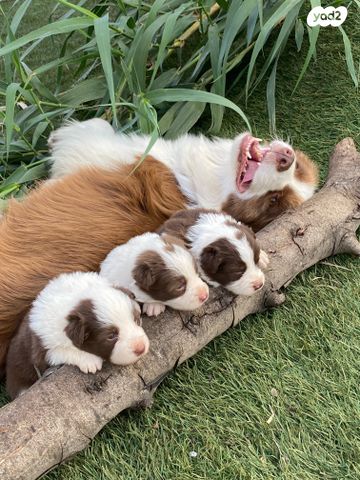 תמונת מודעה - חיות מחמד