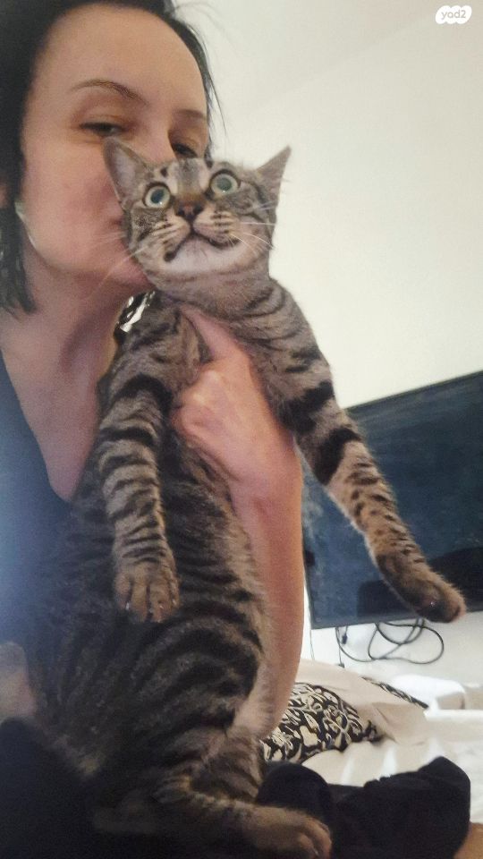 תמונת מודעה - חיות מחמד