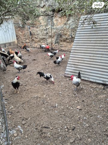 חיית משק בלאדי