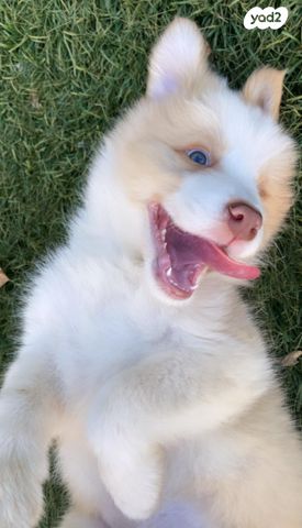 כלב בורדר קולי