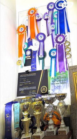 כלב בורדר קולי