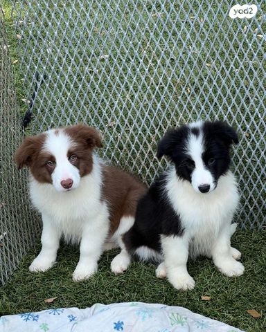 כלב בורדר קולי