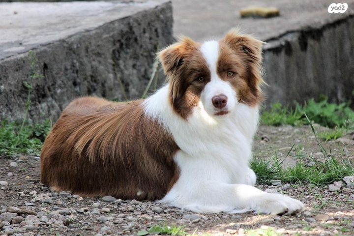 כלב בורדר קולי