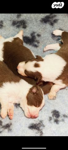 כלב בורדר קולי