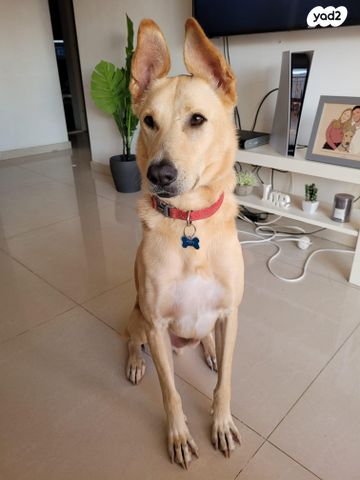 תמונת מודעה - חיות מחמד