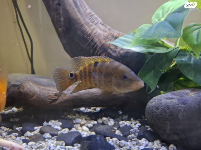 תמונת מודעה - חיות מחמד