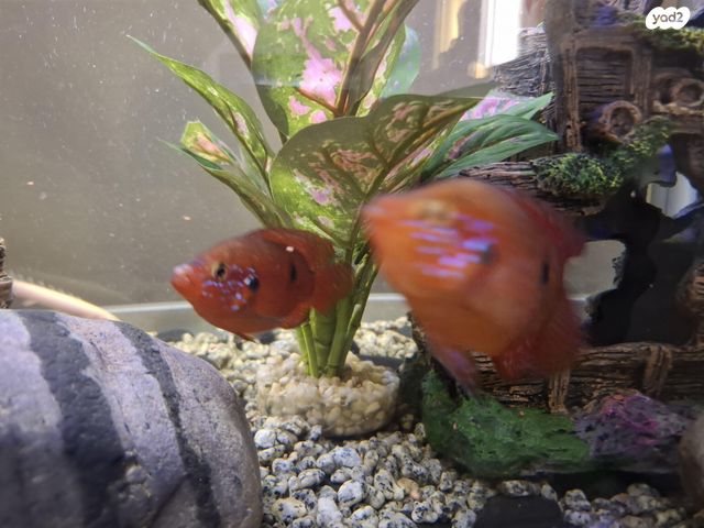 תמונת מודעה - חיות מחמד