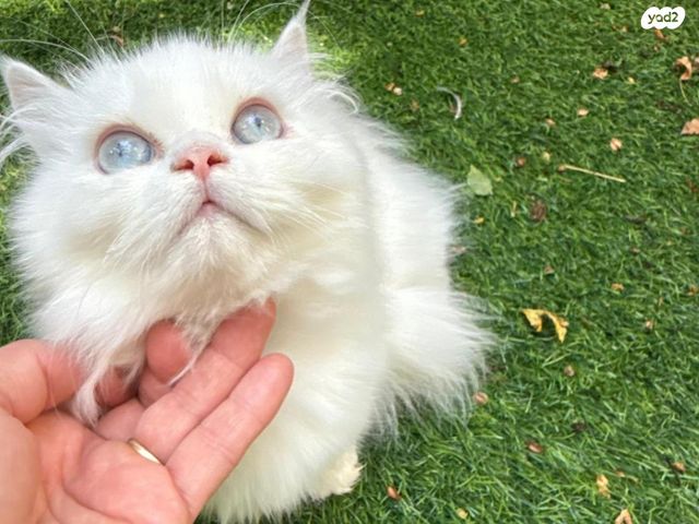 תמונת מודעה - חיות מחמד