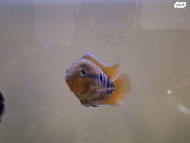 תמונת מודעה - חיות מחמד