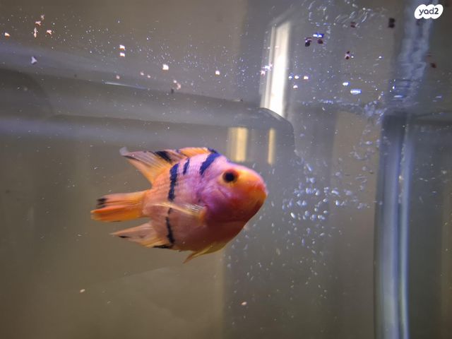 תמונת מודעה - חיות מחמד